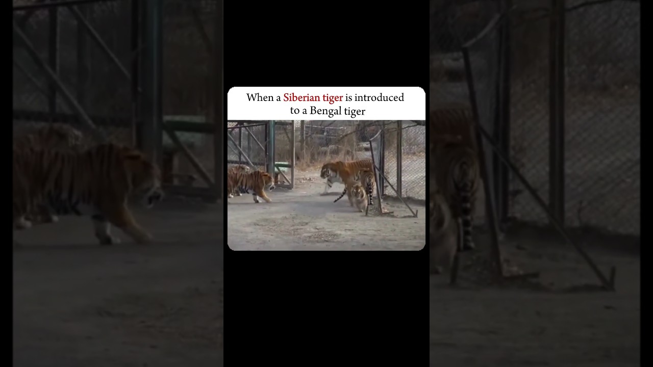 || Siberian tiger vs Bengal tiger.....                                                       