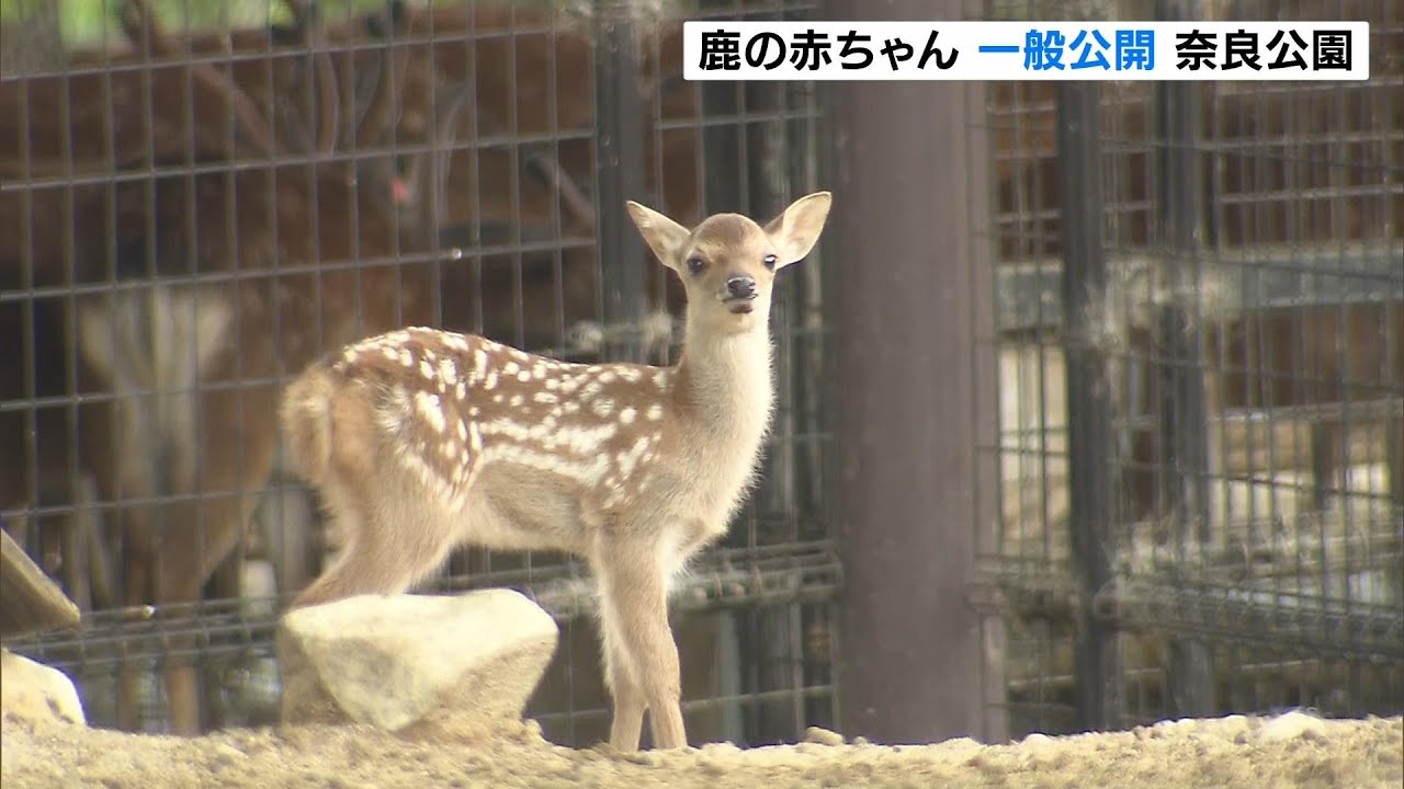 「すごくかわいかった」鹿の赤ちゃんの一般公開　ベビーラッシュ迎えた奈良公園（2025年6月9日）