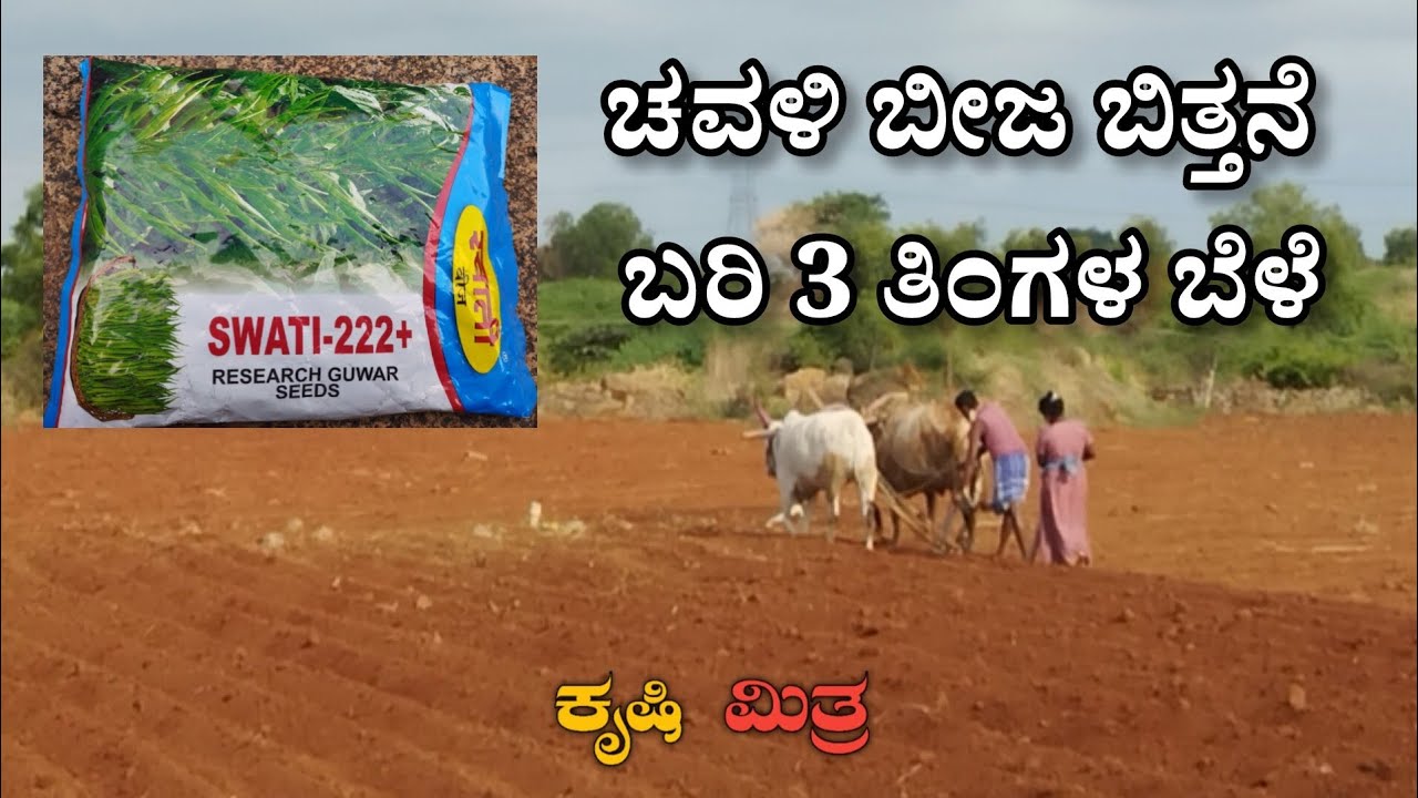 ಚವಳಿ ಬೀಜ ಬಿತ್ತನೆ ಮೊದಲ ದಿನ ಕಡಿಮೆ ಖರ್ಚಿನಲ್ಲಿ ದುಪ್ಪಟ್ಟು ಲಾಭ ನೀಡುವ ಚವಳಿಕಾಯಿ #framerlife #kannadareels