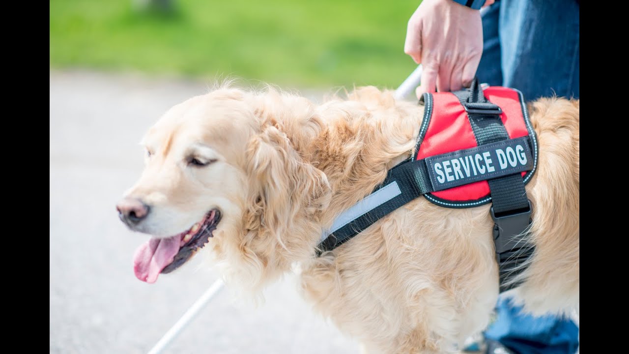Service Animals 101 for Business Owners & Employees