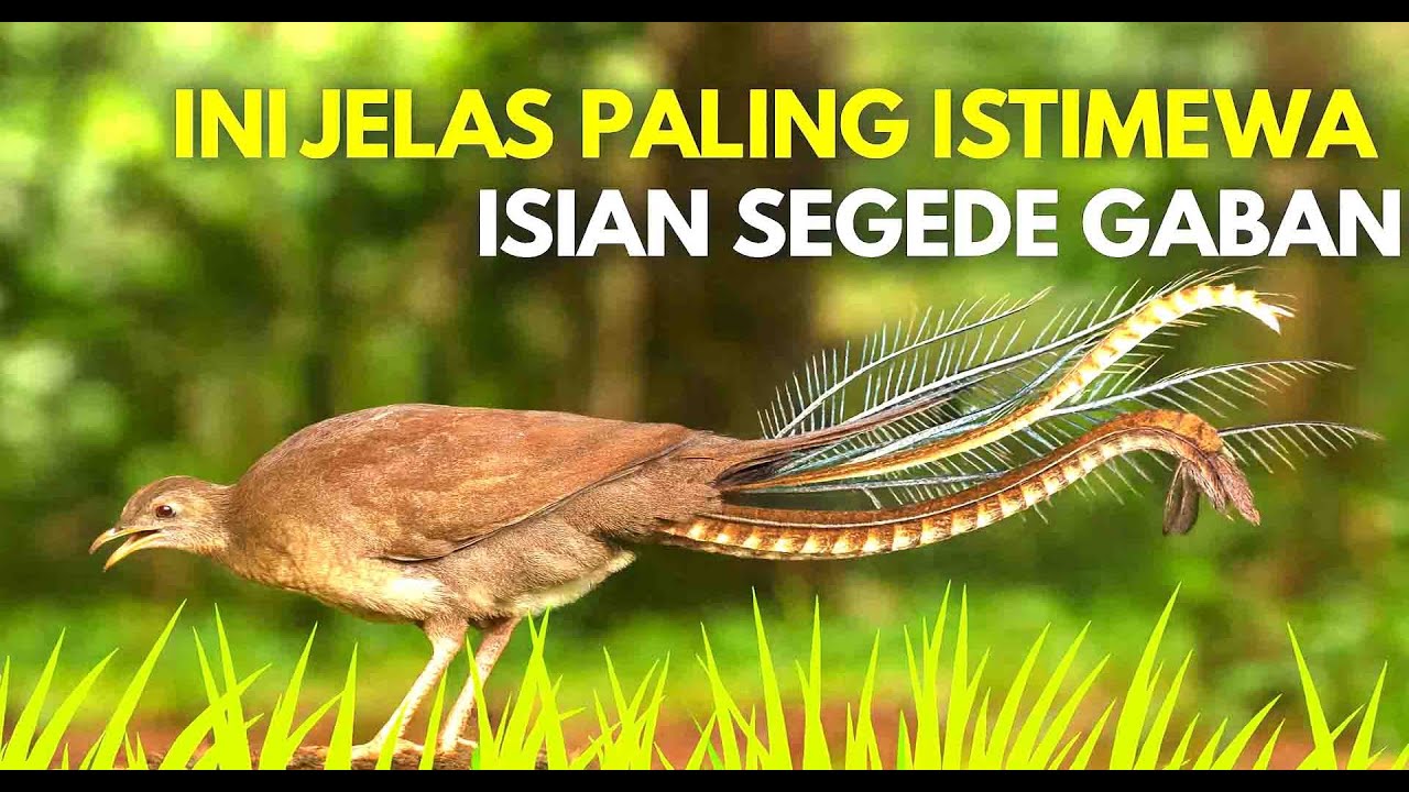 Masteran Burung Murai Batu Paling Dicari Nomor 1 di Dunia