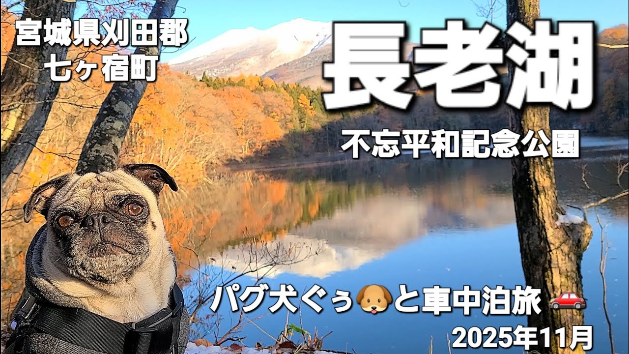 パグ犬ぐぅ🐶と車中泊旅 🚗 2025年11月 宮城県刈田郡七ヶ宿町「長老湖」