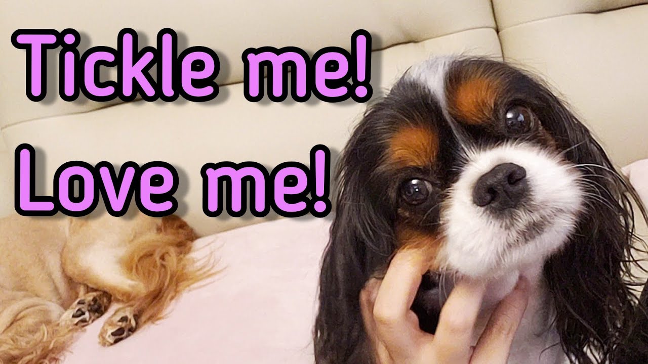 Tickle me! Kiss me! Love me! - Tri-color Cavalier King Charles Spaniel