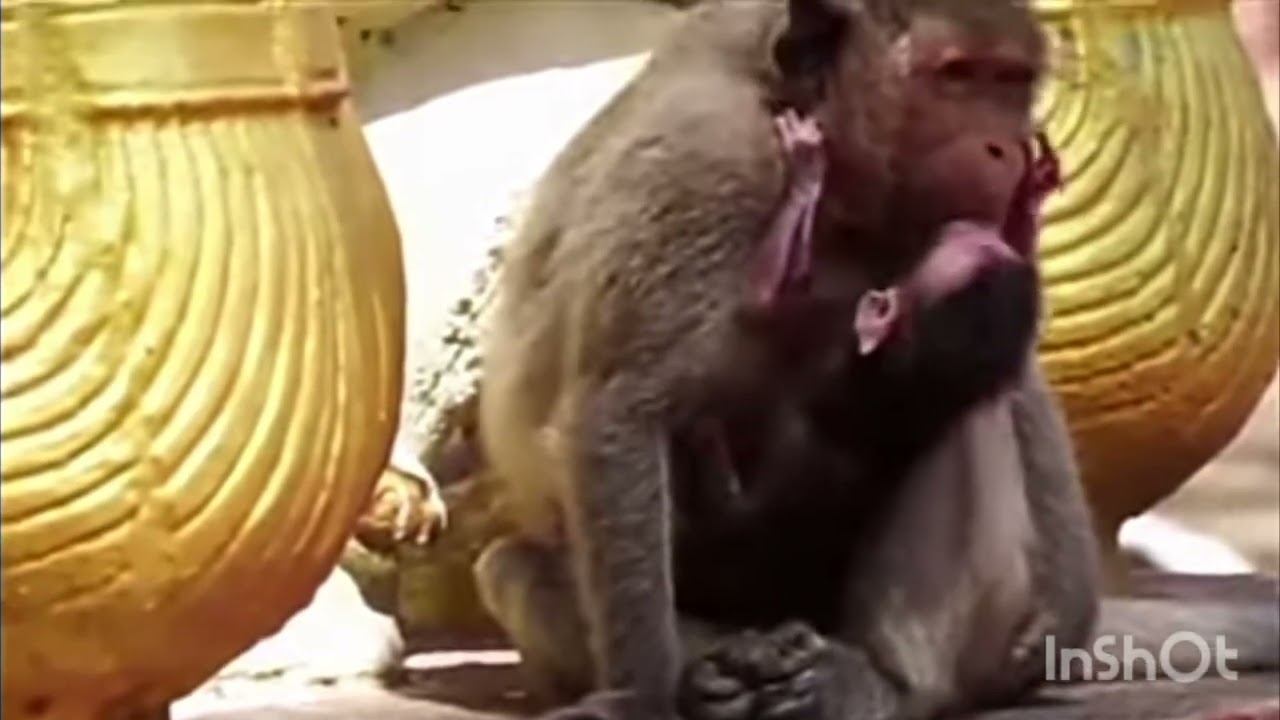 bayi monyet kelaparan