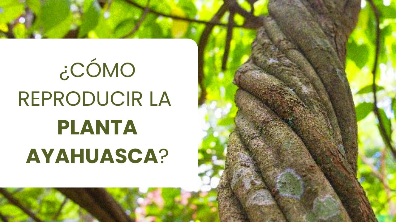 Guía Completa: Cómo Reproducir la Planta Ayahuasca (Banisteriopsis caapi)