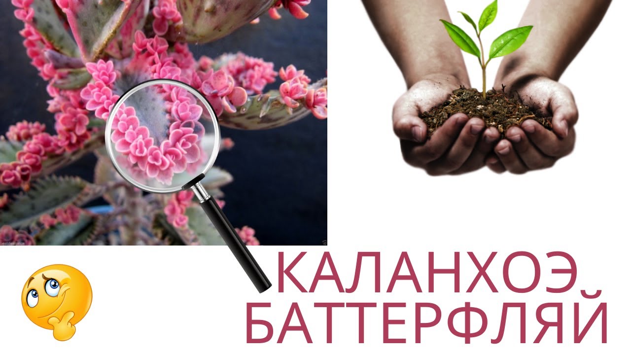 Немного о каланхое с розовыми детками, как размножать детками и черенками. Посадила  суккуленты