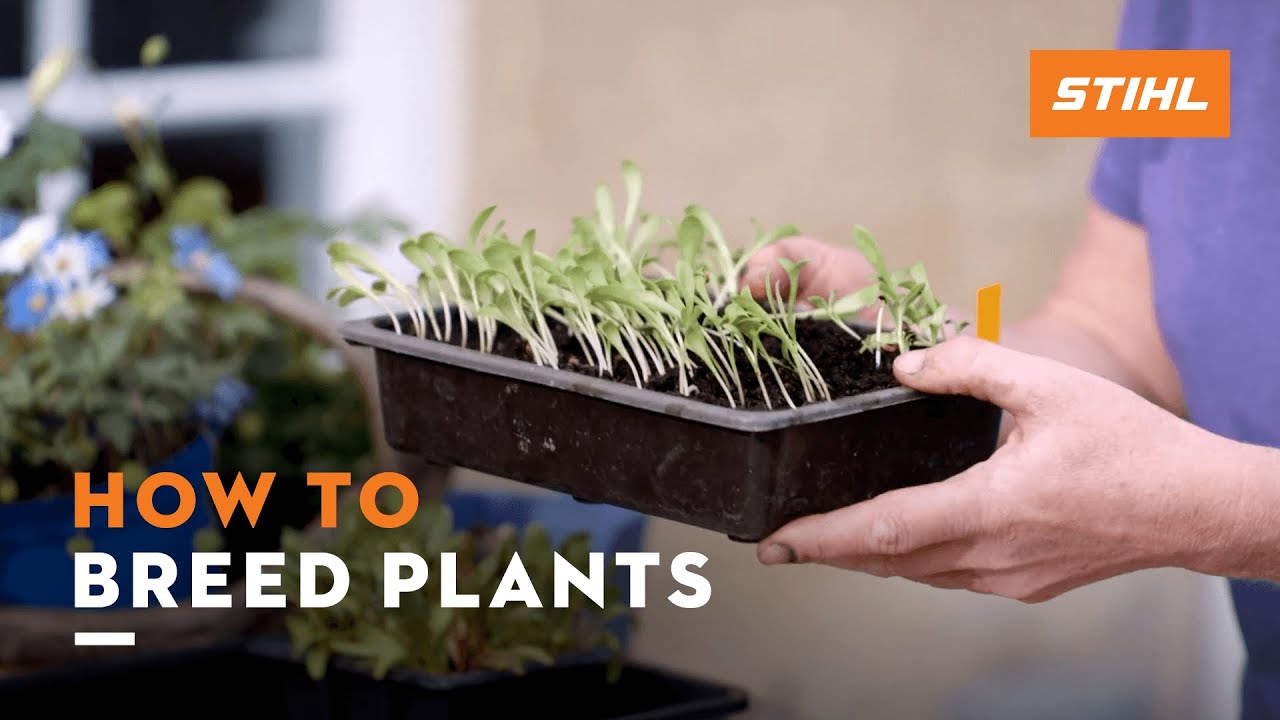 STIHL Garden Tips | Plant breeding with Jane Moore | STIHL Tutorial