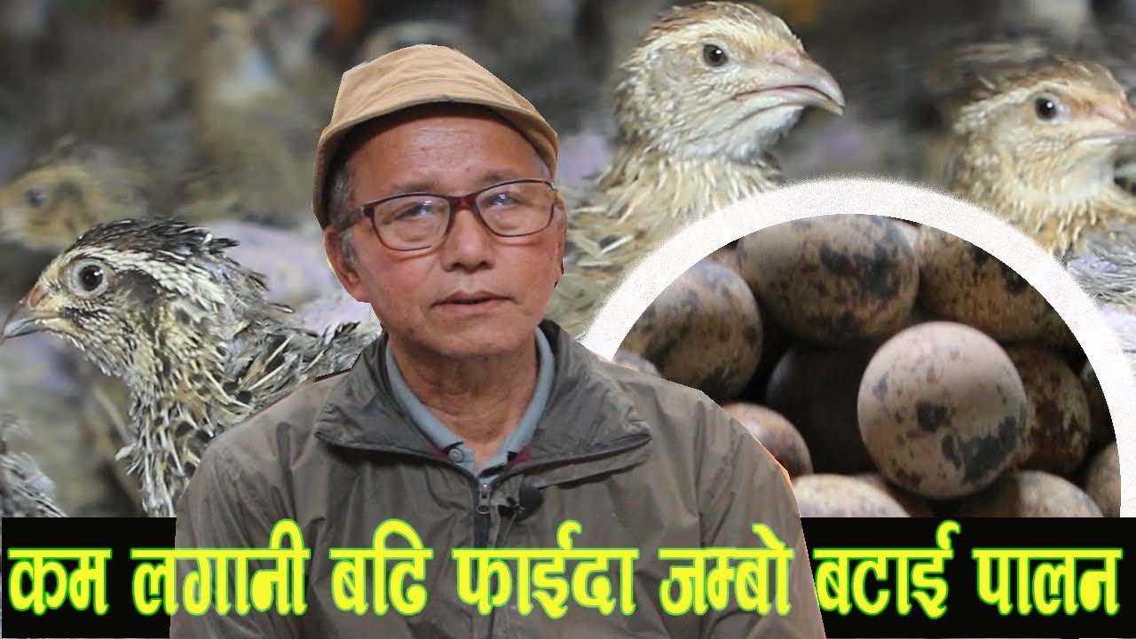 बिदेश जाने पैसाले बटाइ पालन गर्दा पछुताउनु पर्दैन ।।Battai Palan in Nepal ।।Guinea Fowl Farming