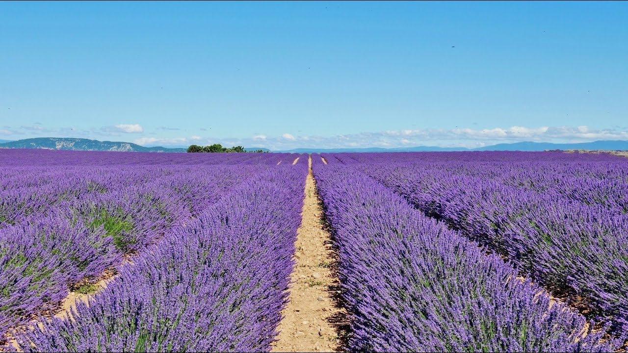 Le temps de la lavande - De Sainte-Croix-du-Verdon à Valensole