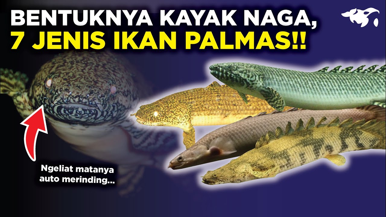 MENGERIKAN!! BENTUKNYA KAYAK NAGA, INILAH 7 JENIS IKAN PALMAS YANG POPULER DIPELIHARA