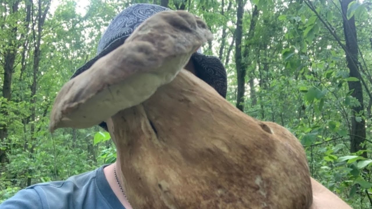 ОТО так ГРИБ!🍄💚 Збираю БІЛІ ГРИБИ після дощу