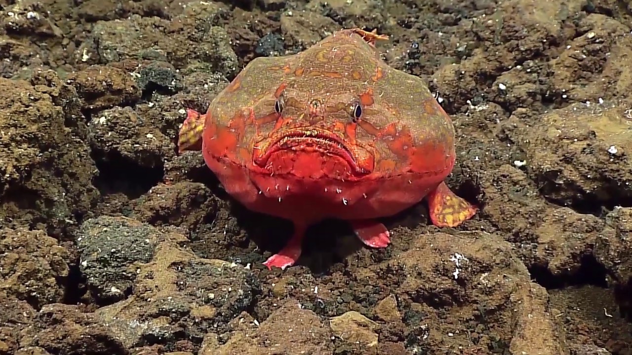 Mariana 2016 - Frogfish