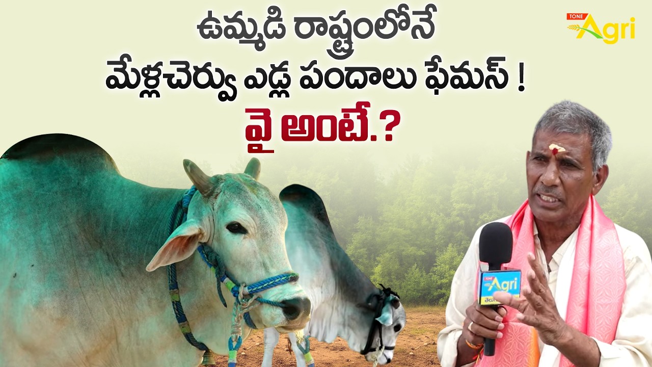 Mellacheruvu Bull Race Competition | ఉమ్మడి రాష్ట్రంలోనే మేళ్లచెర్వు ఎడ్ల పందాలు ఫేమస్..! Tone Agri