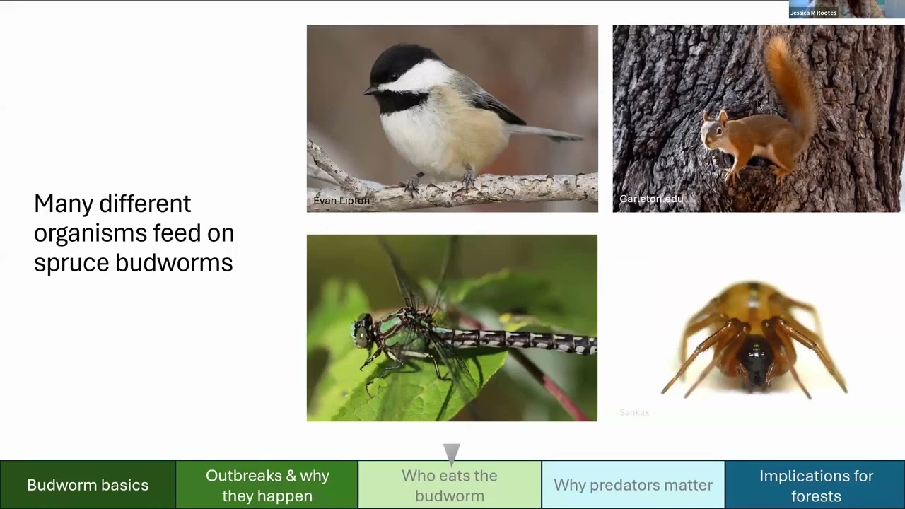 Life, Death, and Dinner in the Forest Canopy: Spruce Budworm and it's Predators