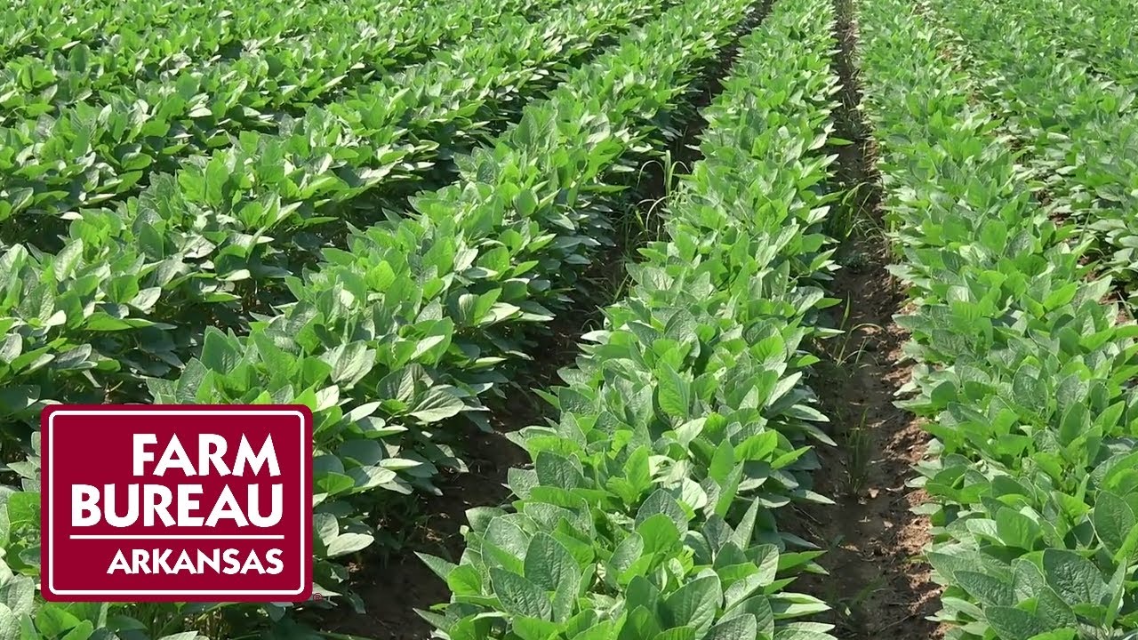 Soybean Update with Dr. Ross | Farmer Update