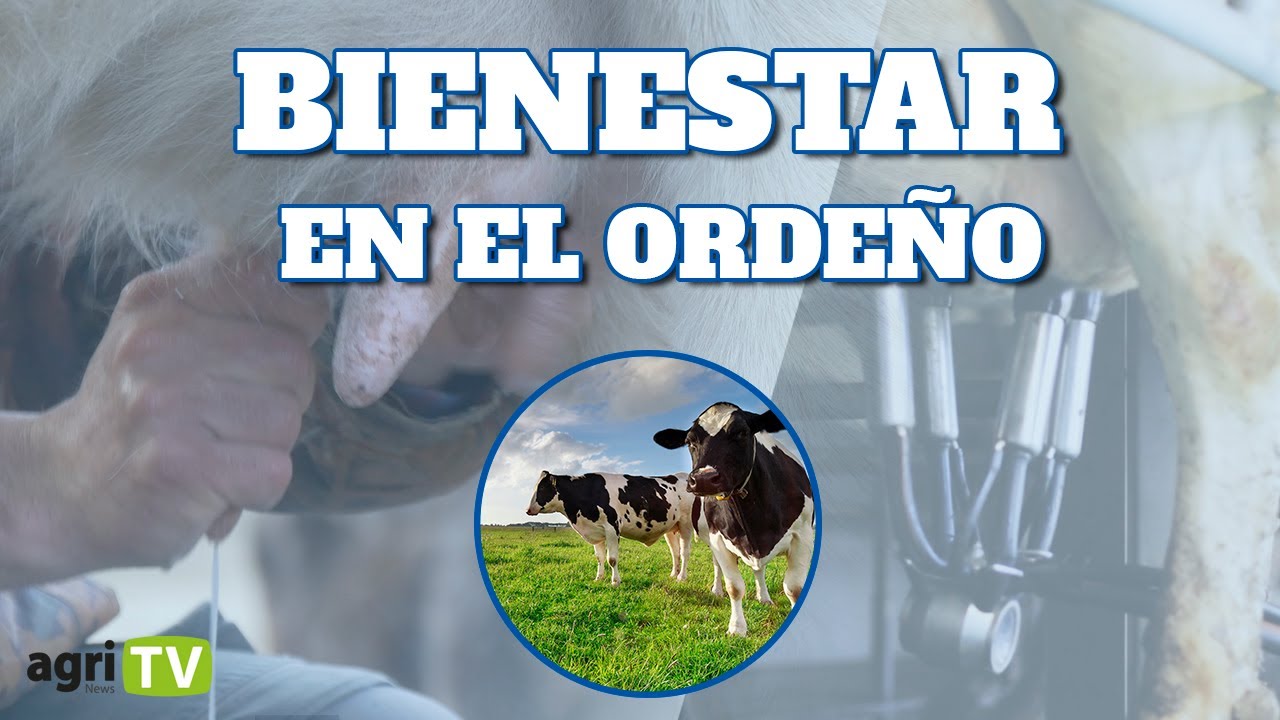 &iquest;C&oacute;mo MANTENER el BIENESTAR de la VACA durante el ORDE&Ntilde;O?