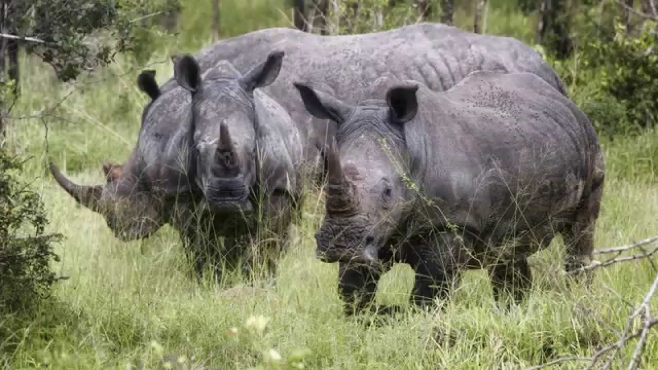 Rainy Season in Kruger N.P. / South Africa