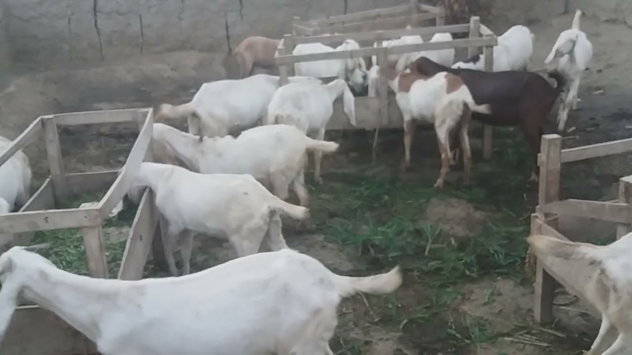 rajan puri goat farming/farming goat /nukri goat#farming #saraiki #funny