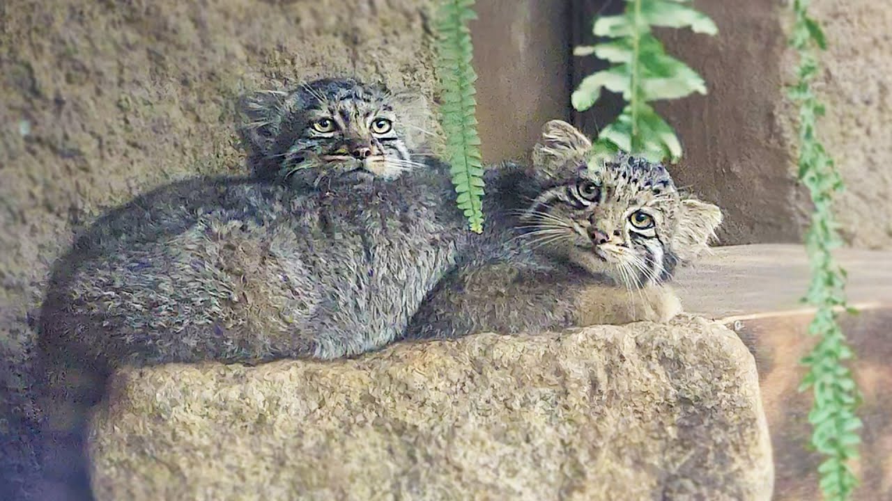 В зоопарке Кобе Animal Kingdom родились котята-манулы