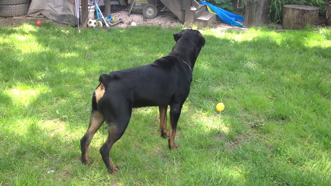 Rottweiler Home Protection Test