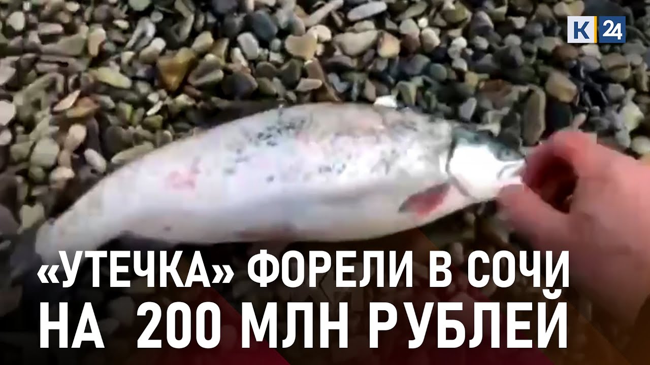 В Сочи ищут предприятие от которого 