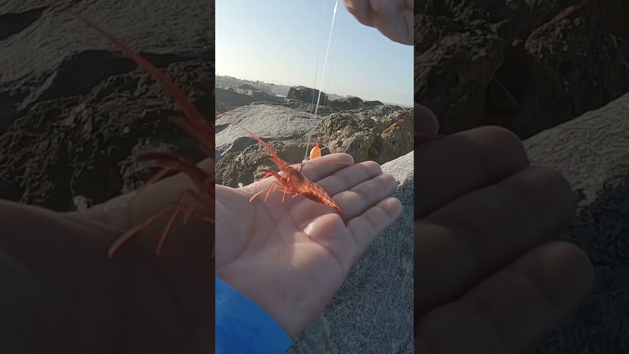 Como encarnar un camaron 🦐 en el anzuelo f&aacute;cil 🎣👌