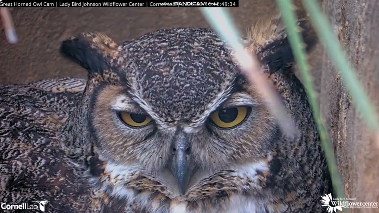 Horned Owl Wildflower Center Cornell Lab -  🦉Athena & 🥚🥚 2026 03 10