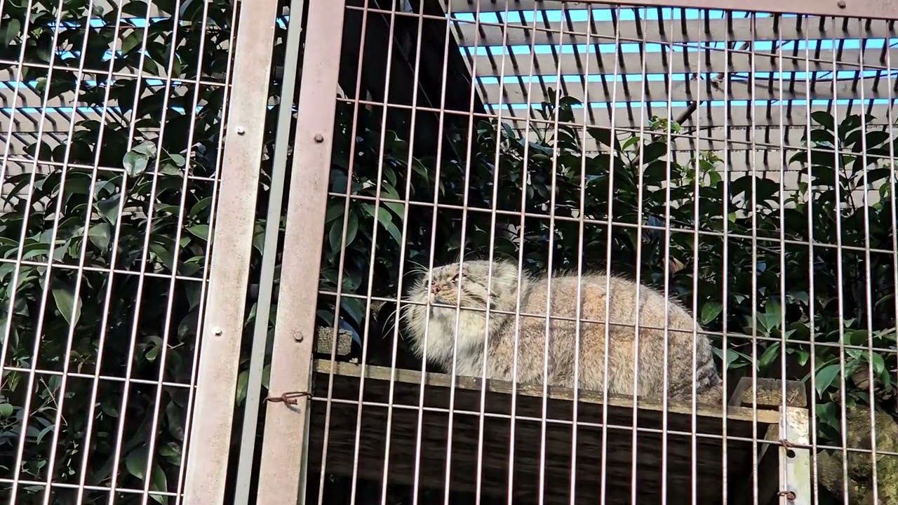 Chillしてると見せかけて、ガチギレマヌルネコ