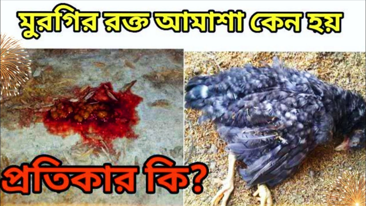 মুরগির রক্ত আমাশা কেন হয়? / টাইগার মুরগির রক্ত আমাশা হলে কী ঔষধ খাওয়াবেন?