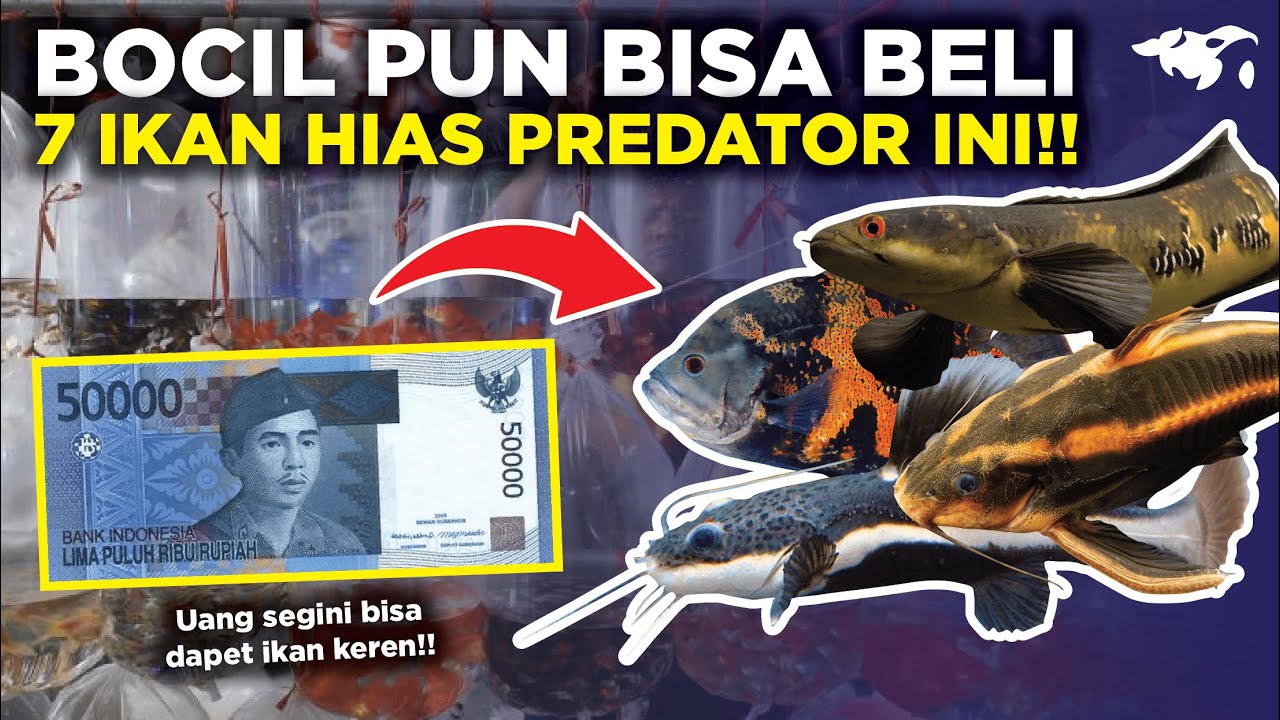MURAH BANGET!! 7 IKAN HIAS PREDATOR DENGAN HARGA DI BAWAH 50 RIBU AJA,