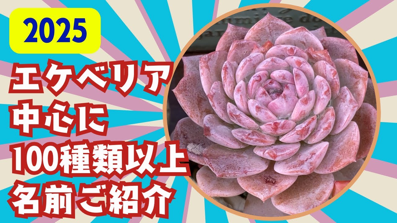 【多肉植物】エケベリア中心に100以上名前ご紹介❣️