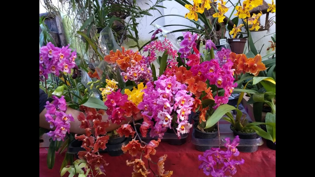 LINDA EXPOSIÇÃO DE ORQUÍDEAS ON-LINE PARA SEMANA DAS MÃES !!