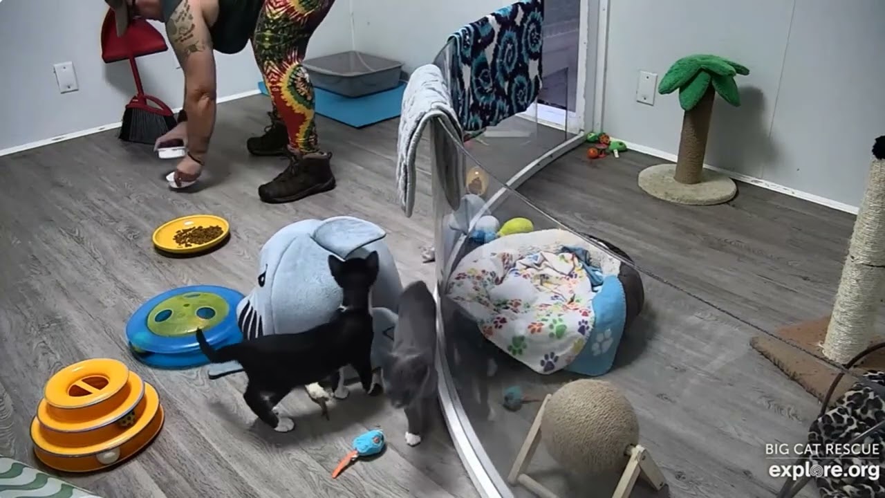 Breakfast! Kittens Reese and Heath.