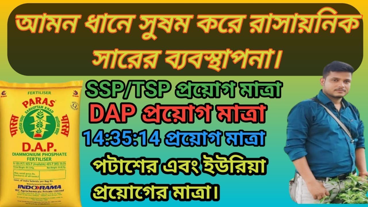 আমন ধানের ভালো ফলন পেতে সুষম করে রাসায়নিক সার ব্যবস্থাপনা।amon dhan! ধান চাষ।