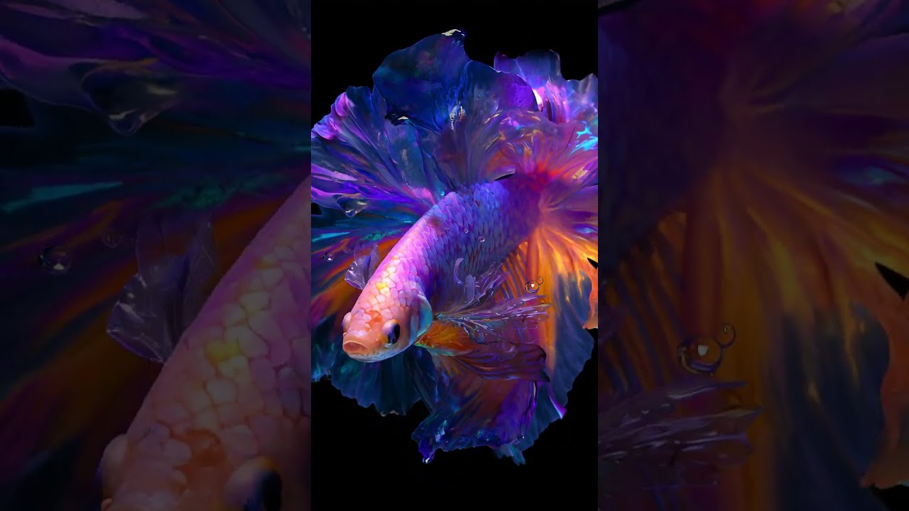 Live Wallpaper 4K ⚡✨ Mesmerizing Betta Fish AMOLED