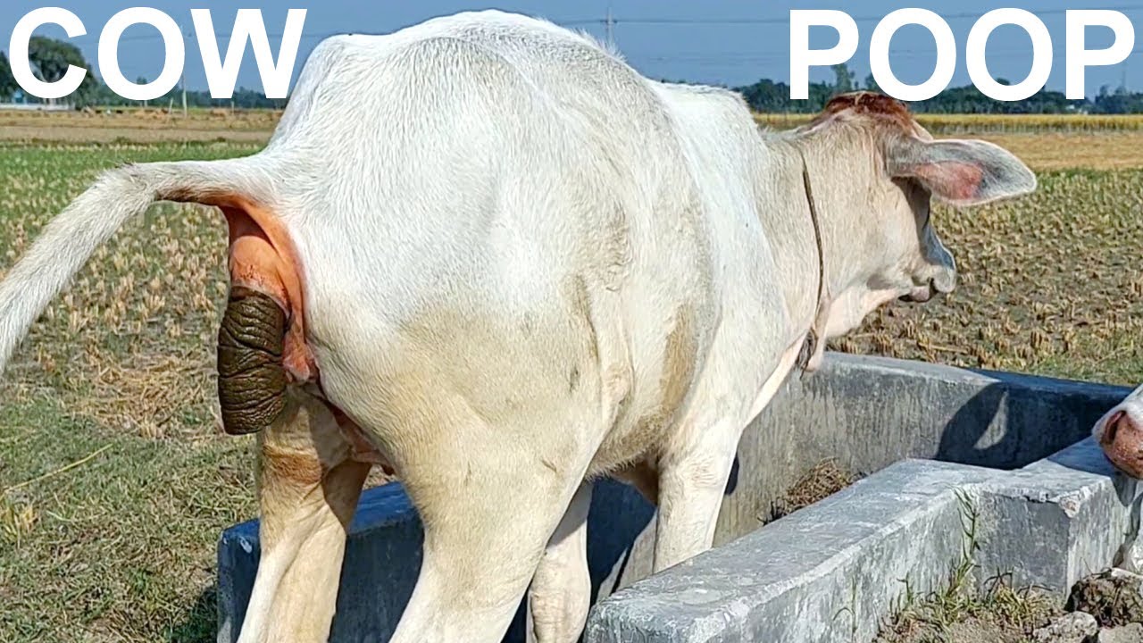 Cow Potty On A Beautiful Day | How Way Cow Defecate On Rosulpur Field, Cow Poop Beautiful Bright Day