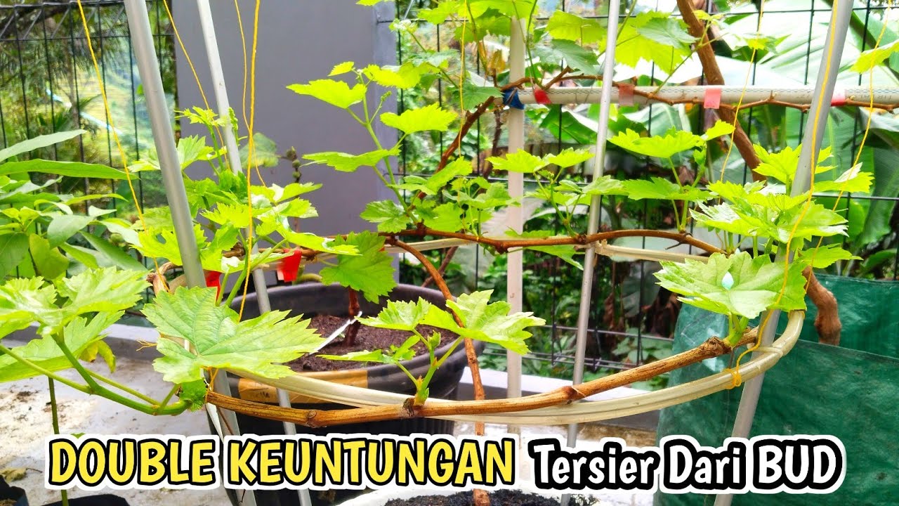 Double Keuntungan Membuat Tersier Anggur Dari Bud (Mata Tunas) ‼️#viralvideo