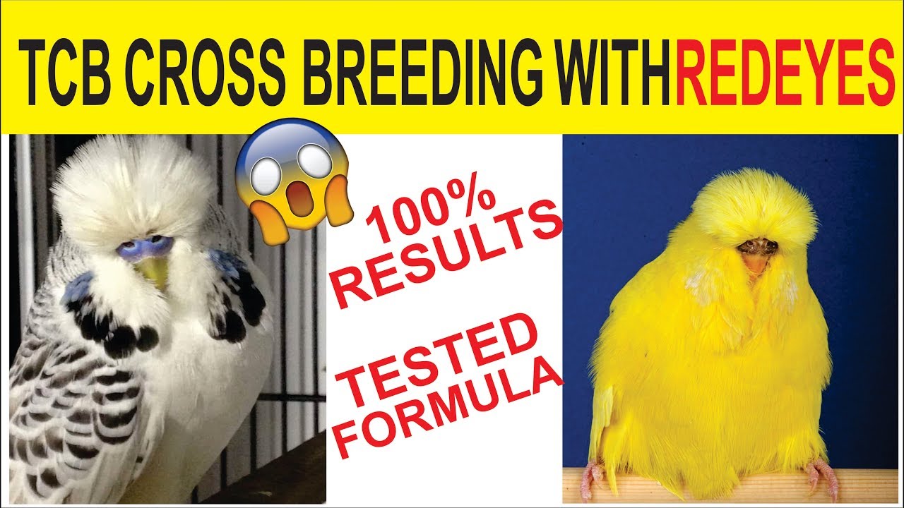 TCB CROSS BREEDING WITH REDEYES 2018