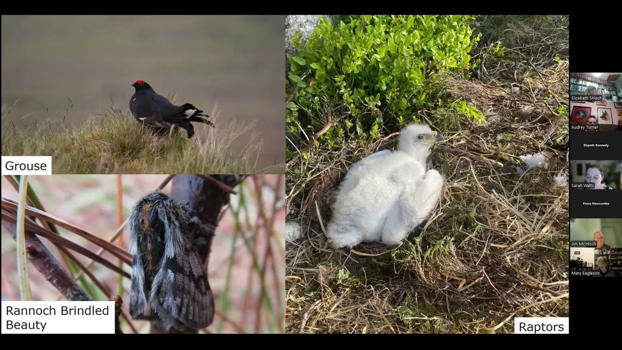 Ecological restoration on Corrour Estate by Sara Watts