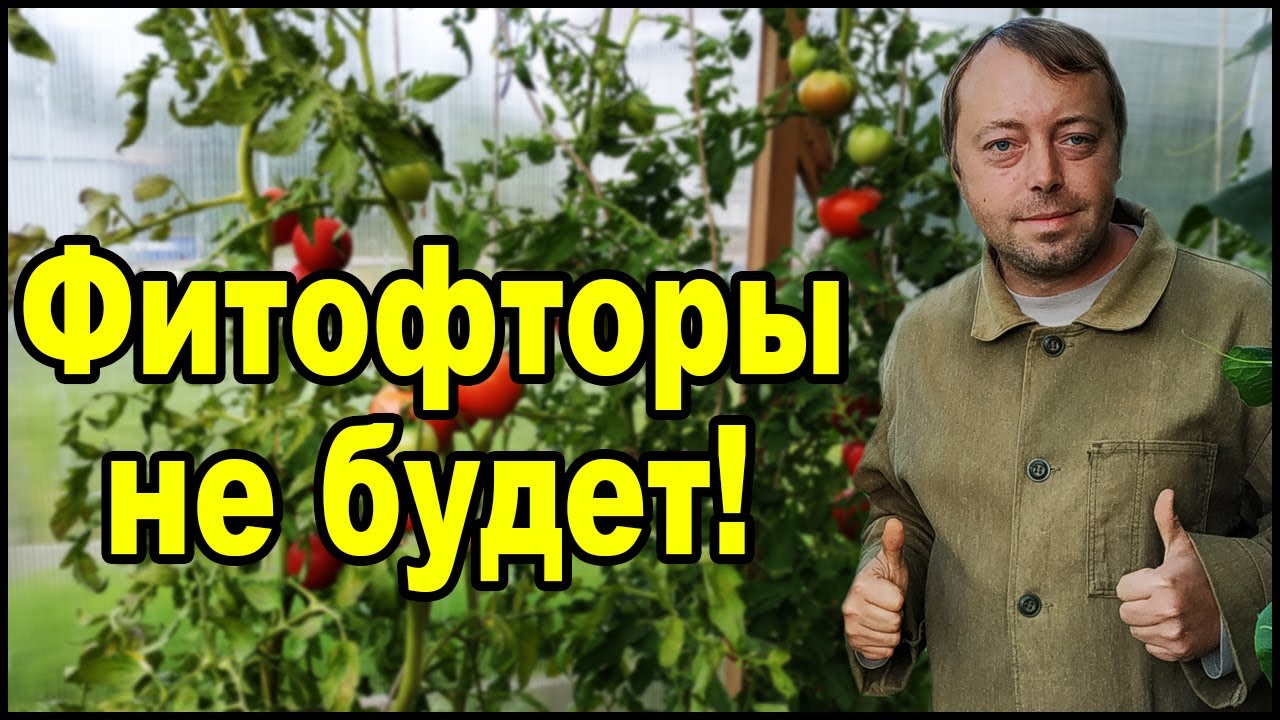 Как легко победить фитофтору на помидорах!