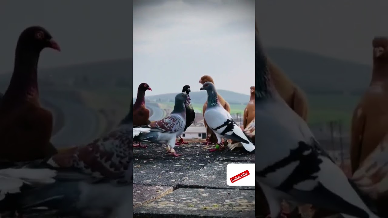 too sani de chani #kbootar #birdspecies #kabootar #birds #piegeon #kbootr