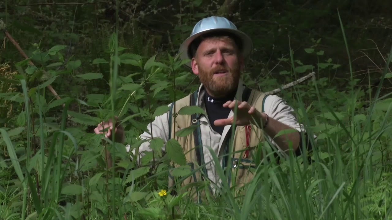 Foraging for Stinging Nettle