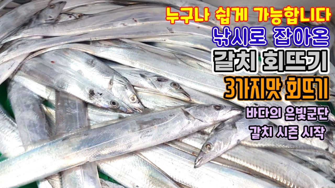 누구나 갈치 회뜨기 가능 , 갈치 회 ,  cutlassfish Sashimi