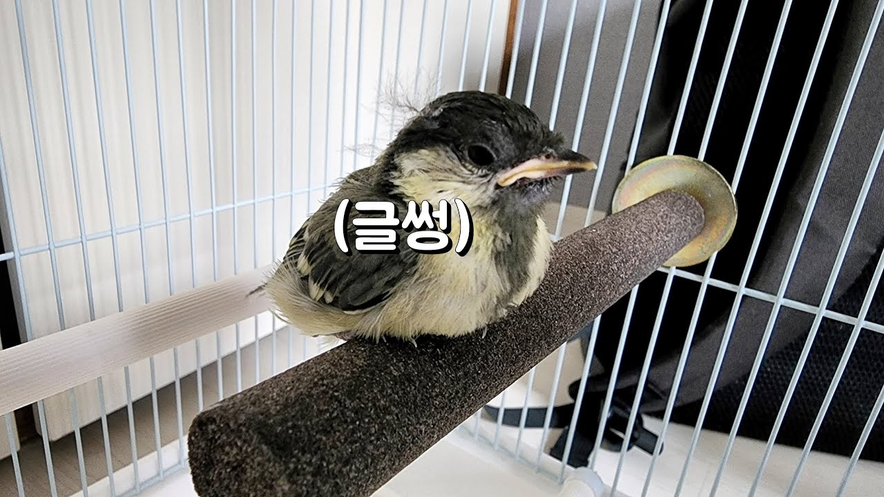 구조해 데려왔던 아기새, 박새와의 아름다운 작별 이야기 [진구마TV]