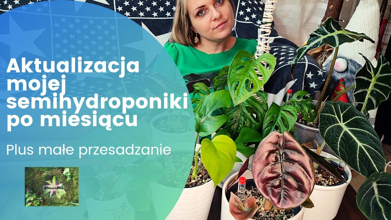 Aktualizacja mojej semihydroponiki po miesiącu - Plus małe przesadzanie. #rośliny #ogrodnictwo