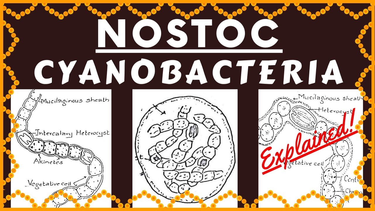 Nostoc Cyanobacteria | Structure Reproduction Habitat and Ecological Importance of Genus Nostoc