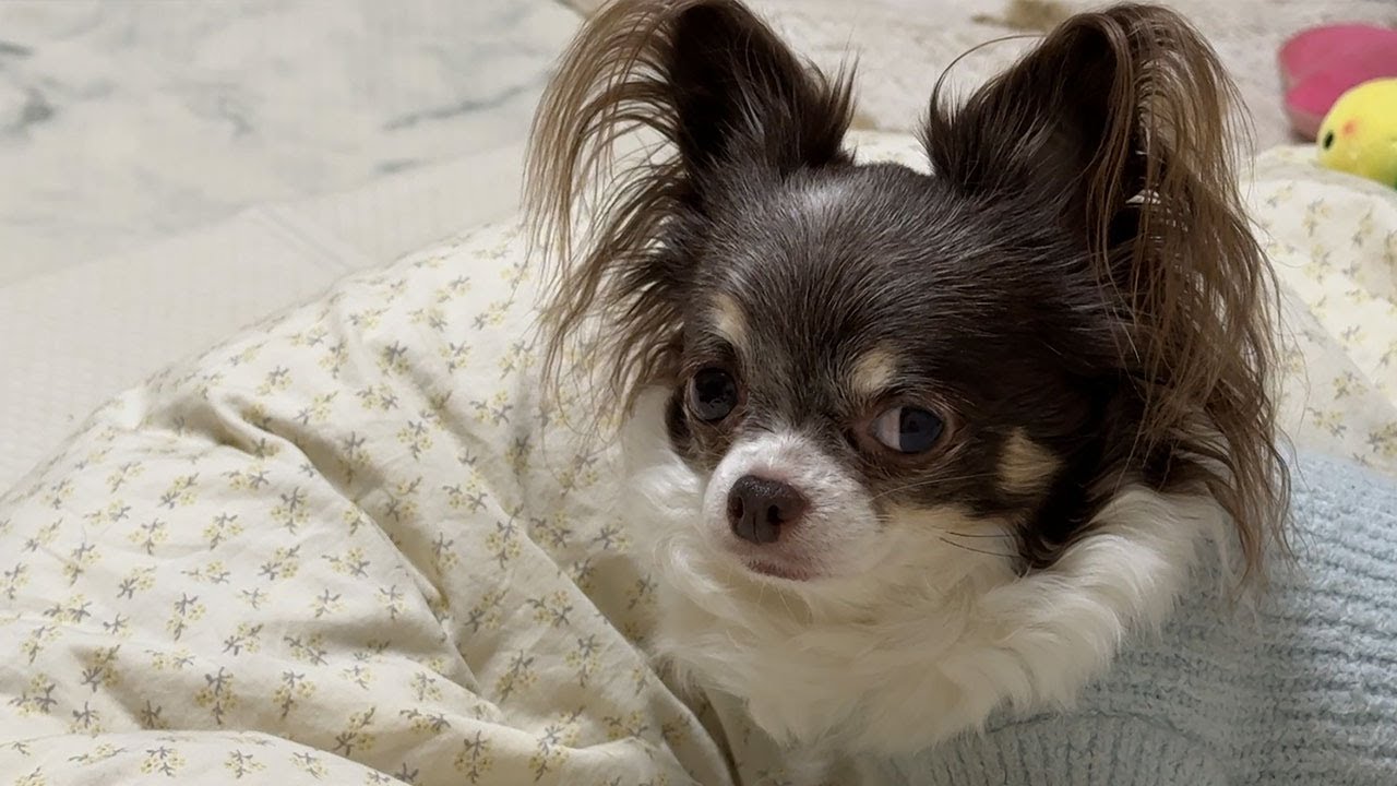 愛犬からの信用を一瞬で失ってしまいました