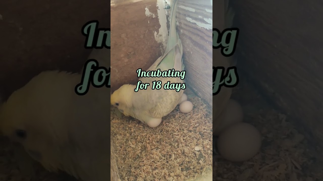 How much time does mother budgie incubating her eggs #nesting #breeding #hatching #lovebird #fyp