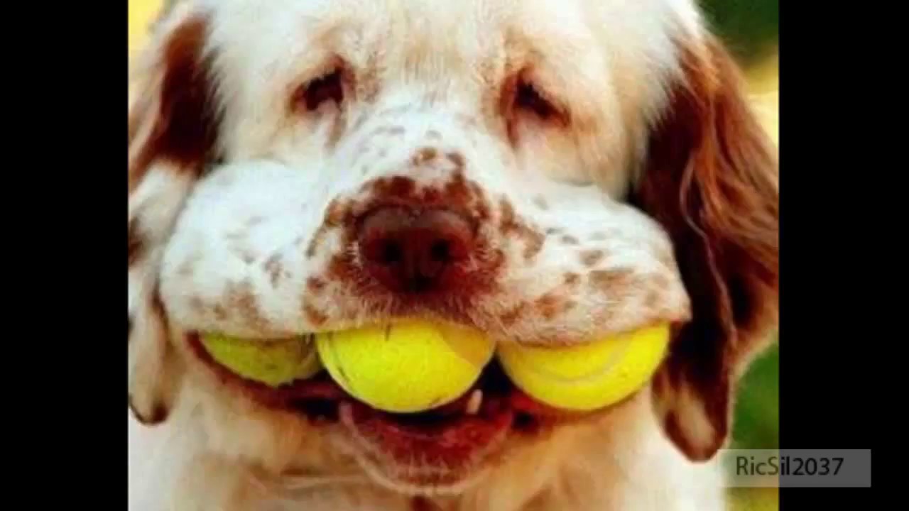 Funny pictures #14