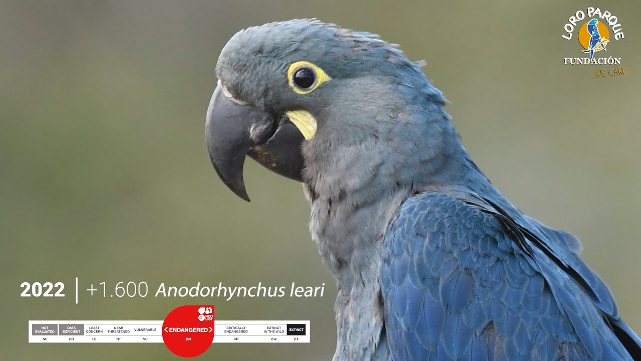 First Lear's Macaw has been born in Brazil | Loro Parque Fundación